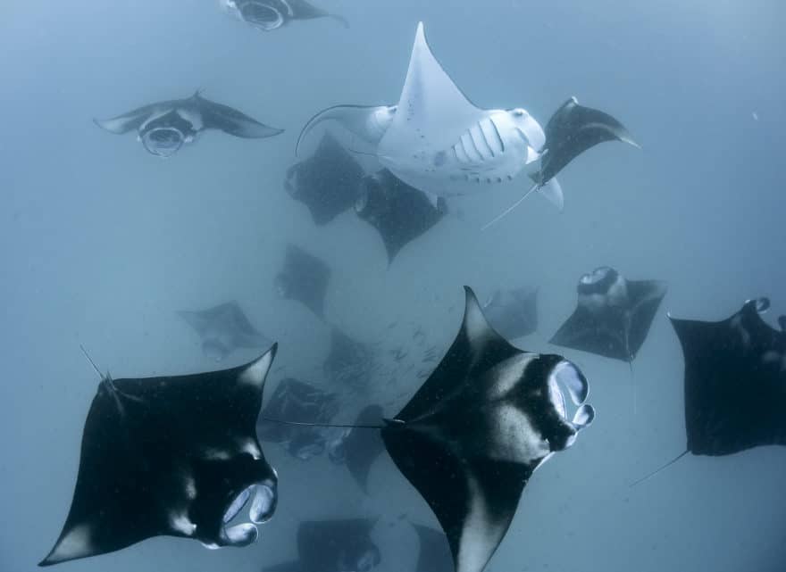 Hanifaru Bay Manta Ray Whale Shark Baa Atoll Maldives Maalhos Maldivers Diving Centre