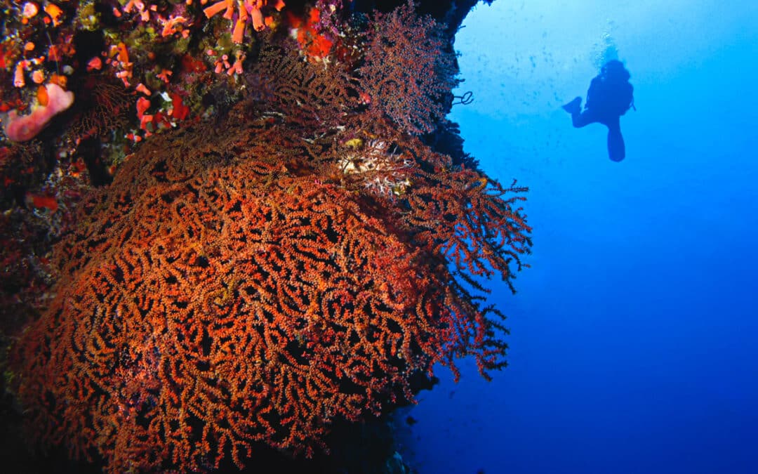 Diving in the Maldives